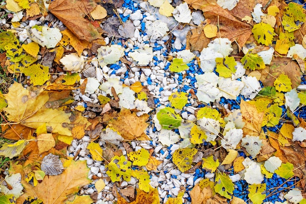 Premium Photo Natural Texture Of Yellow Autumn Fallen Leaves Of Aspen And Maple And Small Stone