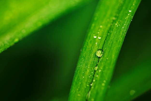 Premium Photo | Natural vivid shiny green grass with dew drops