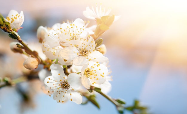 Premium Photo Nature Background Concept White Flowers On Trees In The Rays Of Sunlight