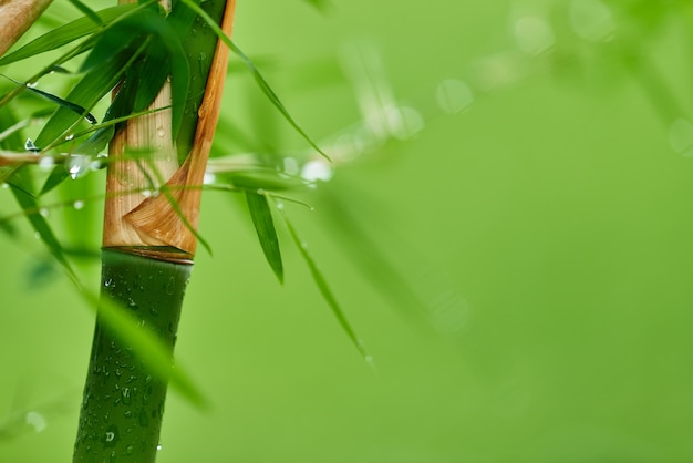 Nature bamboo branches with rain drops and green blurred background ...