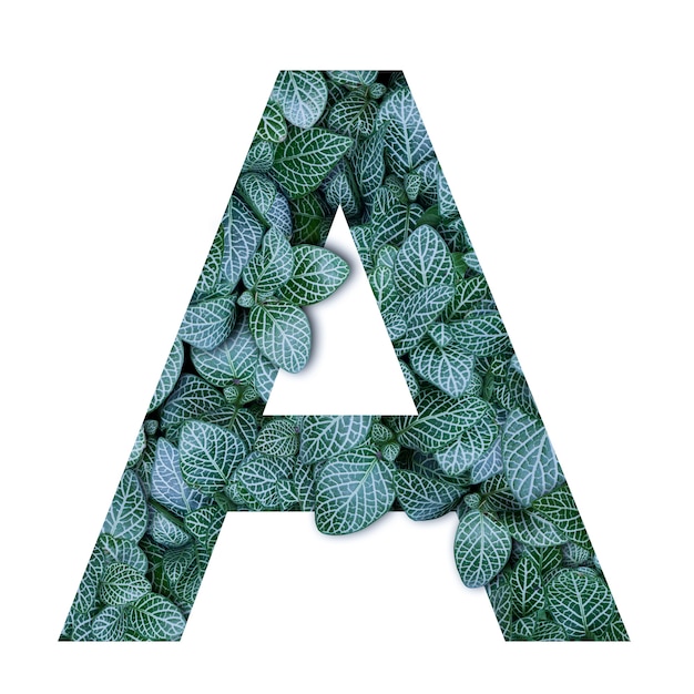 Premium Photo Nature Concept Alphabet Of Green Leaves In Alphabet