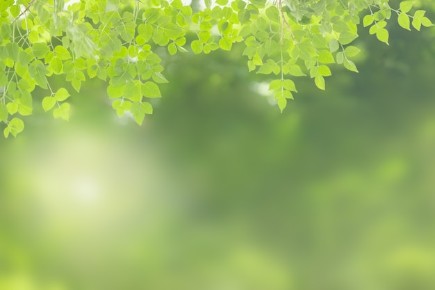 Premium Photo | Nature green leaf on blurred greenery background with ...