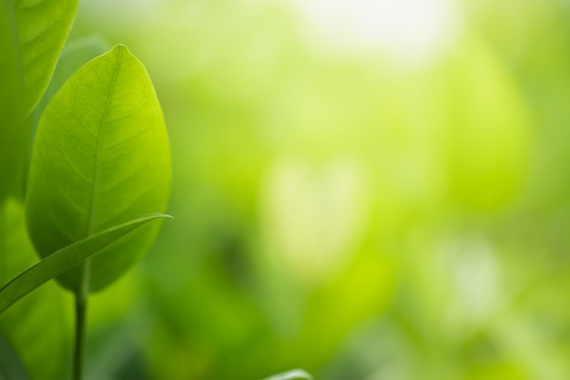 Premium Photo | Nature green leaves on blurred greenery tree background ...