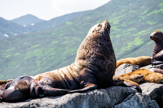 Premium Photo | Nature of kamchatka: rookery steller sea lion or