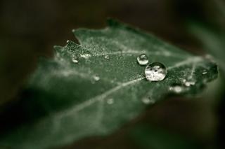 Nature tears Photo | Free Download