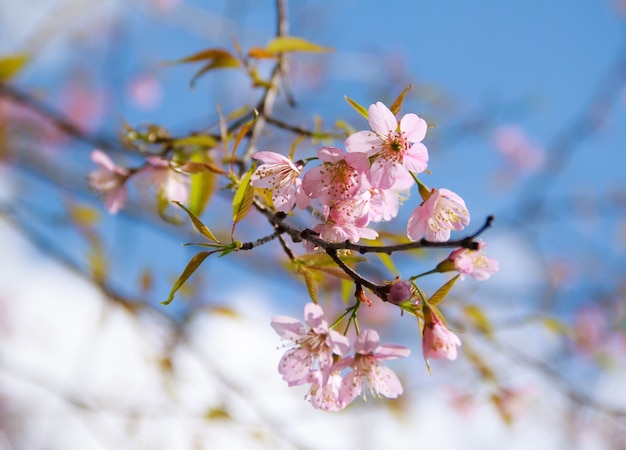 Background Bunga Sakura