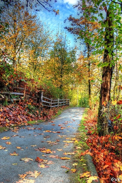  Nature vibrant autumn trail landscape colors Photo Free 