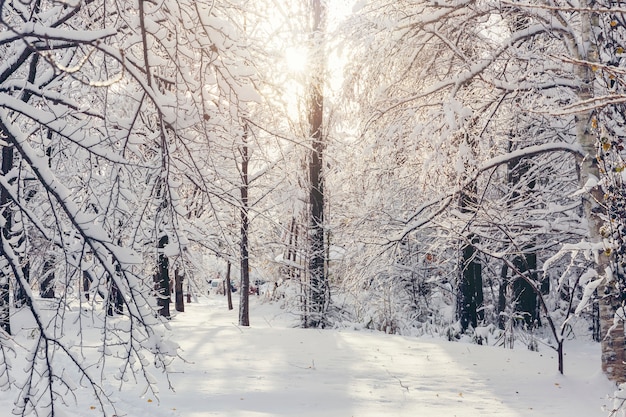 Premium Photo | Nature of winter, the bushes and trees covered with ...