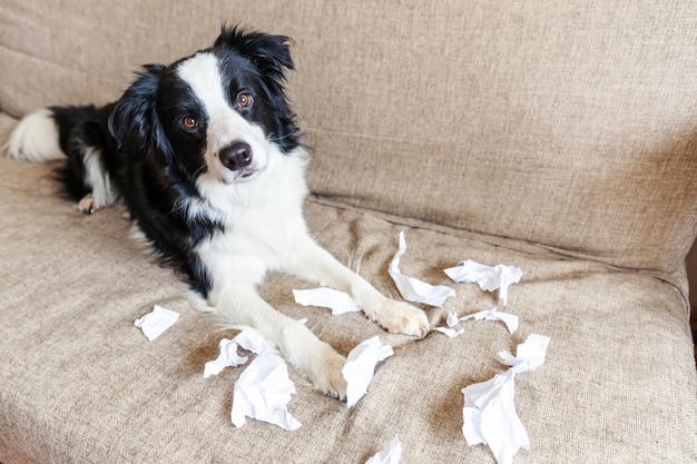 Naughty border collie after mischief biting toilet paper lying on couch at home Premium Photo