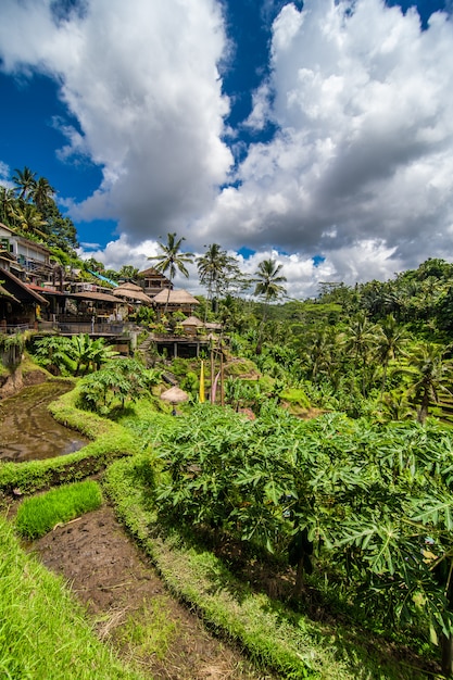 Near the cultural village of ubud  is an area known as 