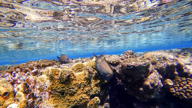 海面の珊瑚の近くで、魚は餌を求めて泳ぎます  プレミアム写真