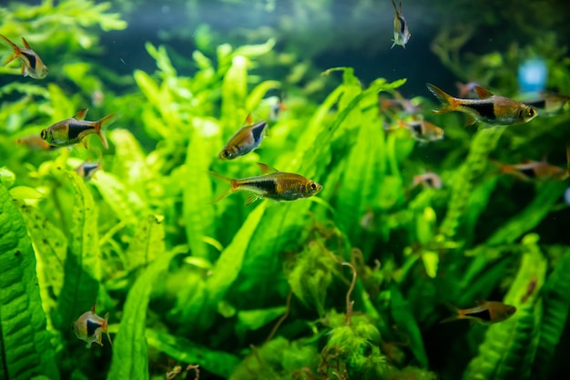 Premium Photo | Neon littl fish in aquarium