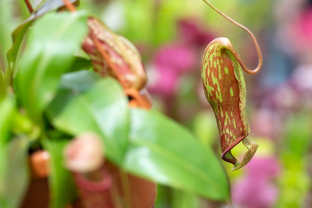 Premium Photo Nepenthes Carnivorous Plant In The Huge Botanical