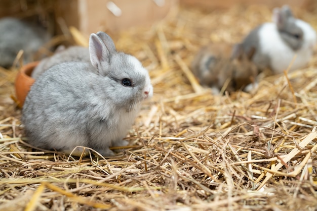 smallest bunny breed