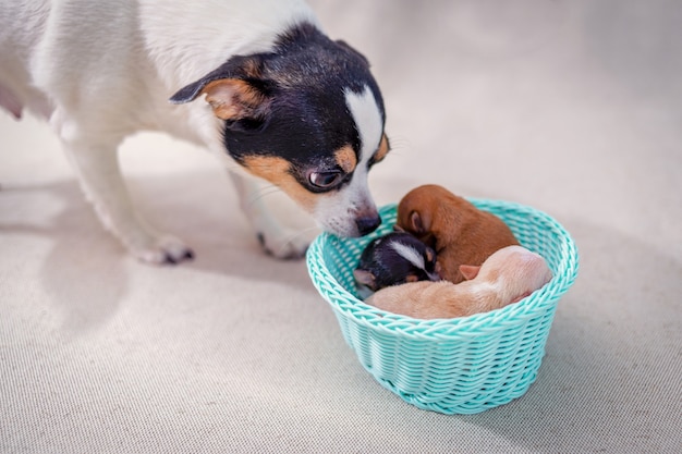 Premium Photo Newborn Chihuahua Puppies Lying In A Basket Mom Is Looking At Them