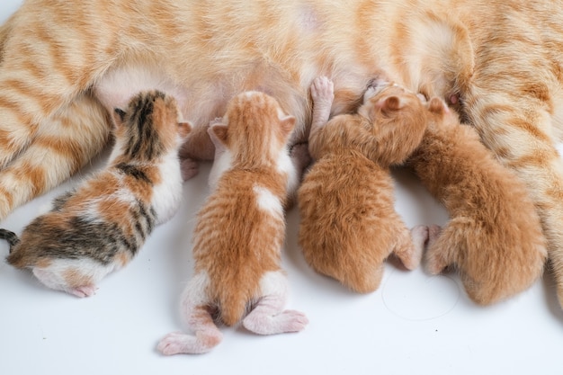 Premium Photo | Newborn Kittens Drink Their Mother's Milk Against White ...