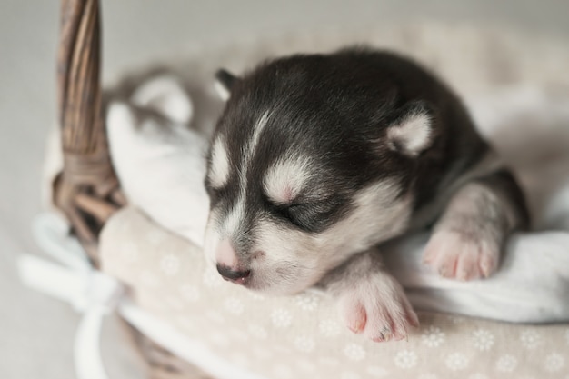 生まれたばかりのシベリアンハスキーの子犬の生後1日 ハスキー犬の繁殖 獣医学 動物園クリニック 獣医クリニックの概念 犬の子犬は眠る 動物園ホテル アニマルホテル ペット用グッズ プレミアム写真