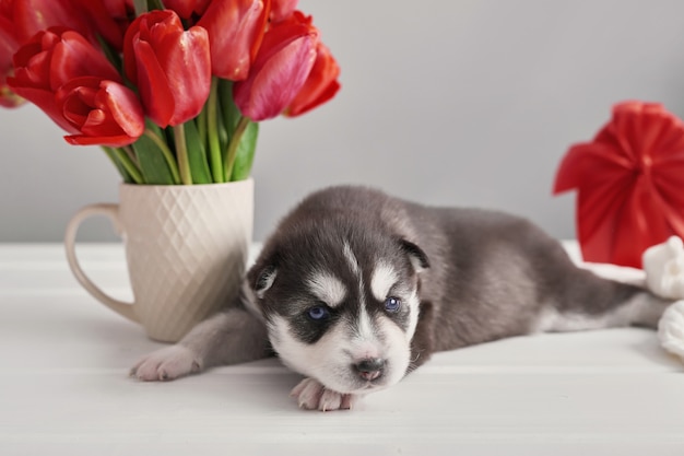 Premium Photo | Newborn siberian husky puppy.