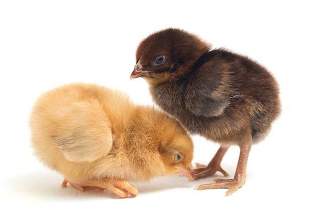 Premium Photo | Newborn yellow and brown chicks on white