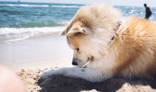 Premium Photo | A nice akita inu dog, which is on the beach, summer