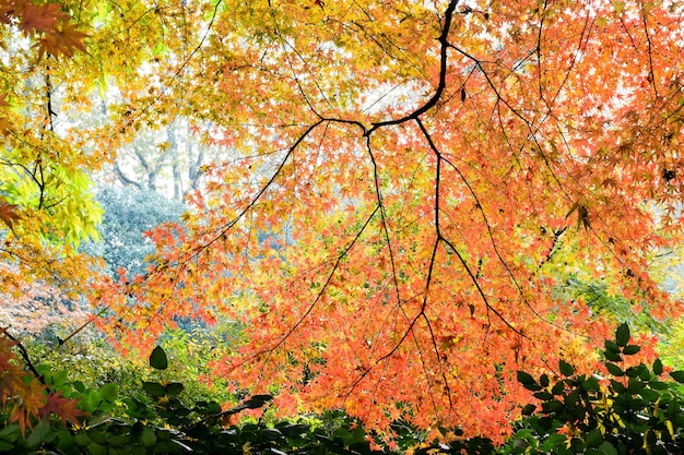 Free Photo | Nice landscape of trees with colorful leaves