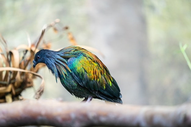 Nicobar Pigeon Images Download