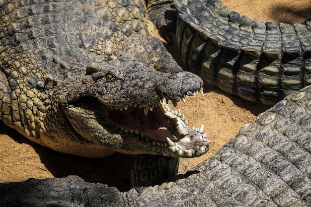 Premium Photo | Nile crocodile (crocodylus niloticus) at the bioparc ...