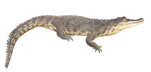 Premium Photo | The nile crocodile (crocodylus niloticus) is a large ...