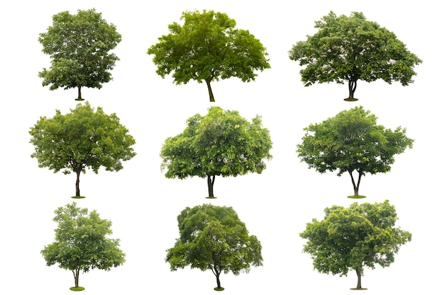 Premium Photo | Nine collection of beautiful green tree isolated on ...