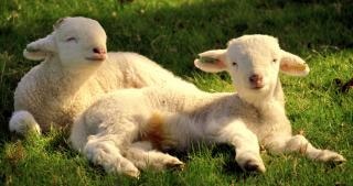 子羊子羊 写真素材 | 無料ダウンロード