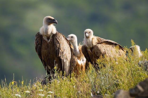 Premium Photo | Numerous flock of griffon vulture sitting on horizon in ...