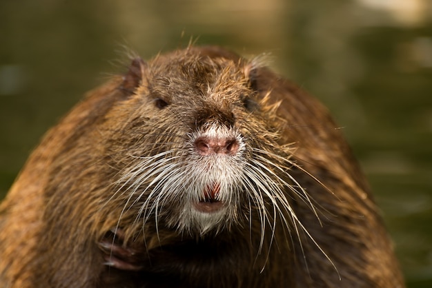 Premium Photo | Nutria or coypu big river rat close up