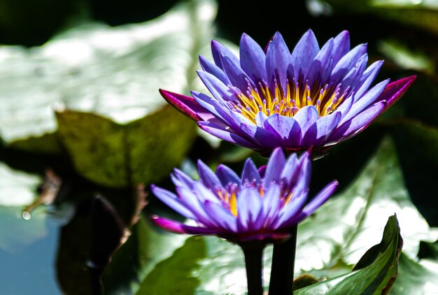 Premium Photo | Nymphet, flower and aquatic plant with exuberant colors