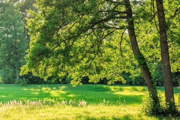 Premium Photo | Oak branches over green field grass