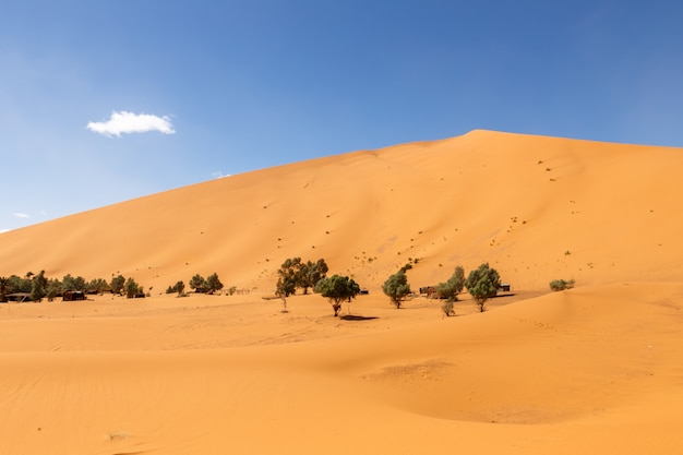 サハラ砂漠 Erg Shebbi砂丘のオアシス プレミアム写真