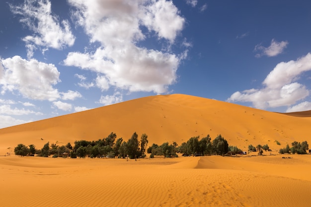 サハラ砂漠のオアシス プレミアム写真