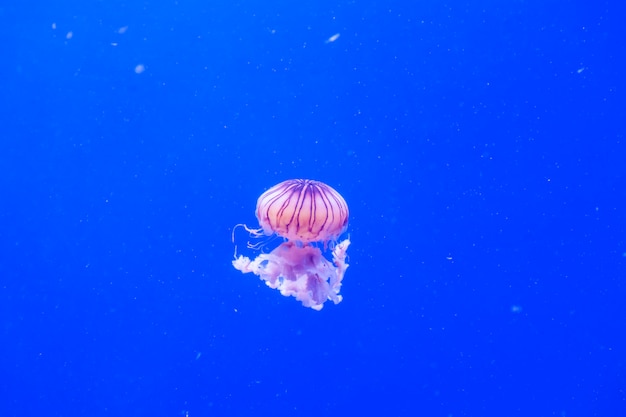 海イラクサchrysaora Melanasterクラゲ ディープブルーに対する鮮やかなピンク プレミアム写真