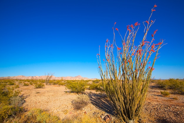 モハベ砂漠のocotillo Fouquieria Splendens赤い花 プレミアム写真