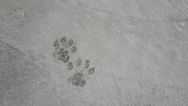 Oil Stained Cat Feet Stepped On The Cement Floor As A Stain