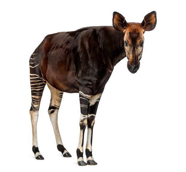 Premium Photo | Okapi standing, okapia johnstoni, isolated on white