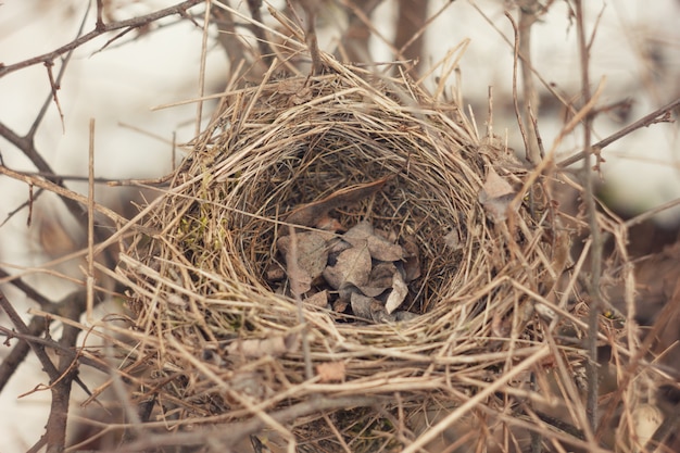 野鳥の古い放棄された巣 早春の小さなスズメの鳥の古いカップの巣 プレミアム写真