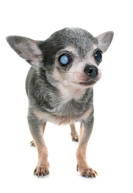 Premium Photo Old Chihuahua With Cataract