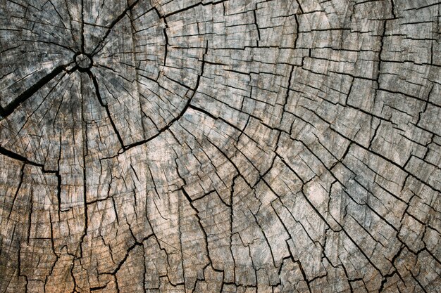 Premium Photo | Old cracked tree stump texture