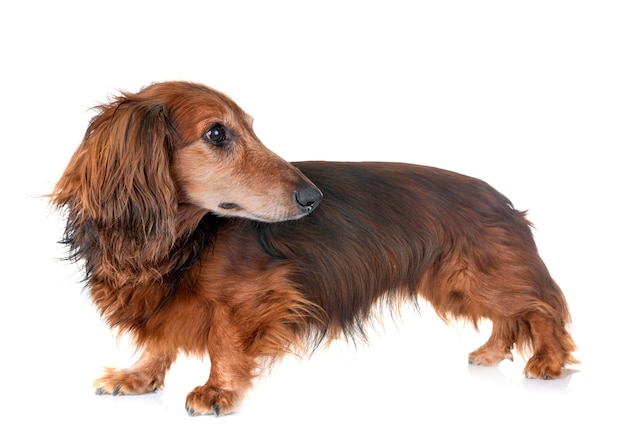 Premium Photo | Old dachshund in studio