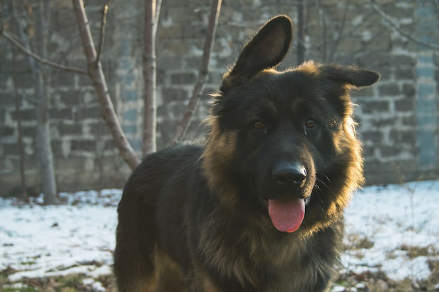 ぼやけた背景の雪のエリアで舌を出している古いジャーマンシェパード犬 無料の写真