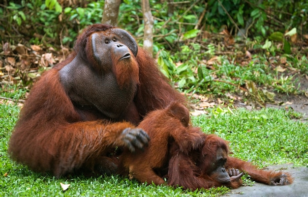 Premium Photo | Old male orangutan is making love with a female ...