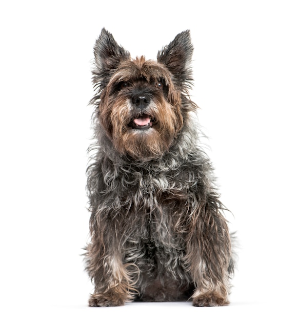 Premium Photo | Old miniature schnauzer sitting and panting, isolated