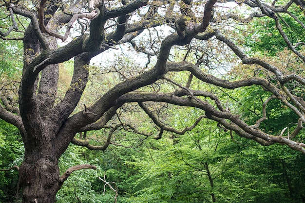 Premium Photo | Old oaks in garden. large oak tree with outreaching ...