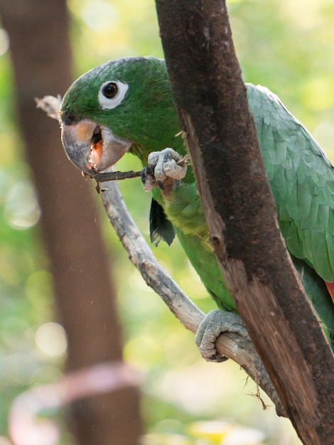 Premium Photo | Old parakeet