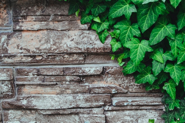 古い石の壁と緑のツタの葉 プレミアム写真